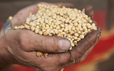 China remains biggest US soy importer. Photo: Mark Pasveer