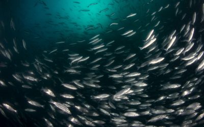Lysolecithins help sea bass grow better. Photo: Shutterstock