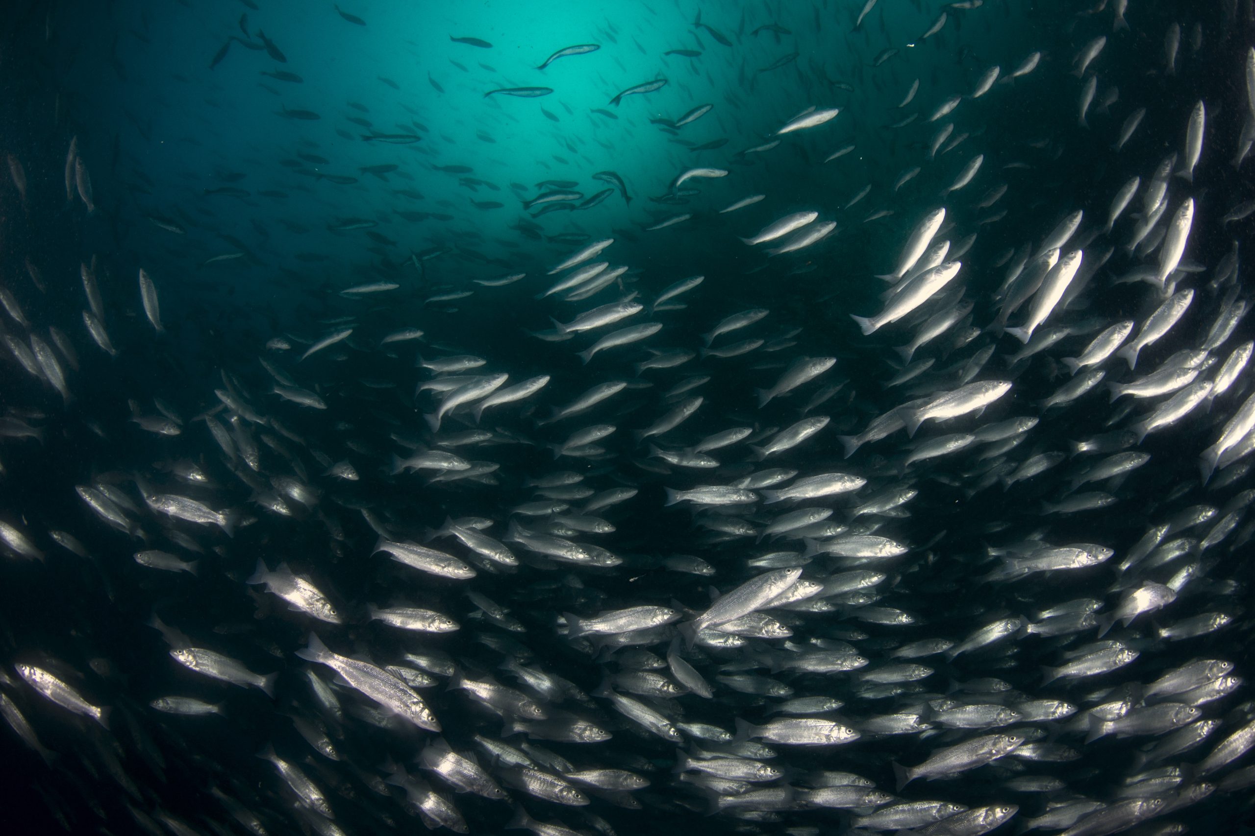 Lysolecithins help sea bass grow better. Photo: Shutterstock
