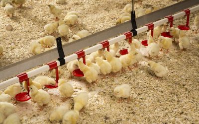A newly-hatched chick will consume approximately 20 g of feed per day during the first week of life. Inconsistent mixing of trace minerals in the feed may result in a proportion of these animals not receiving the mineral nutrition they require.