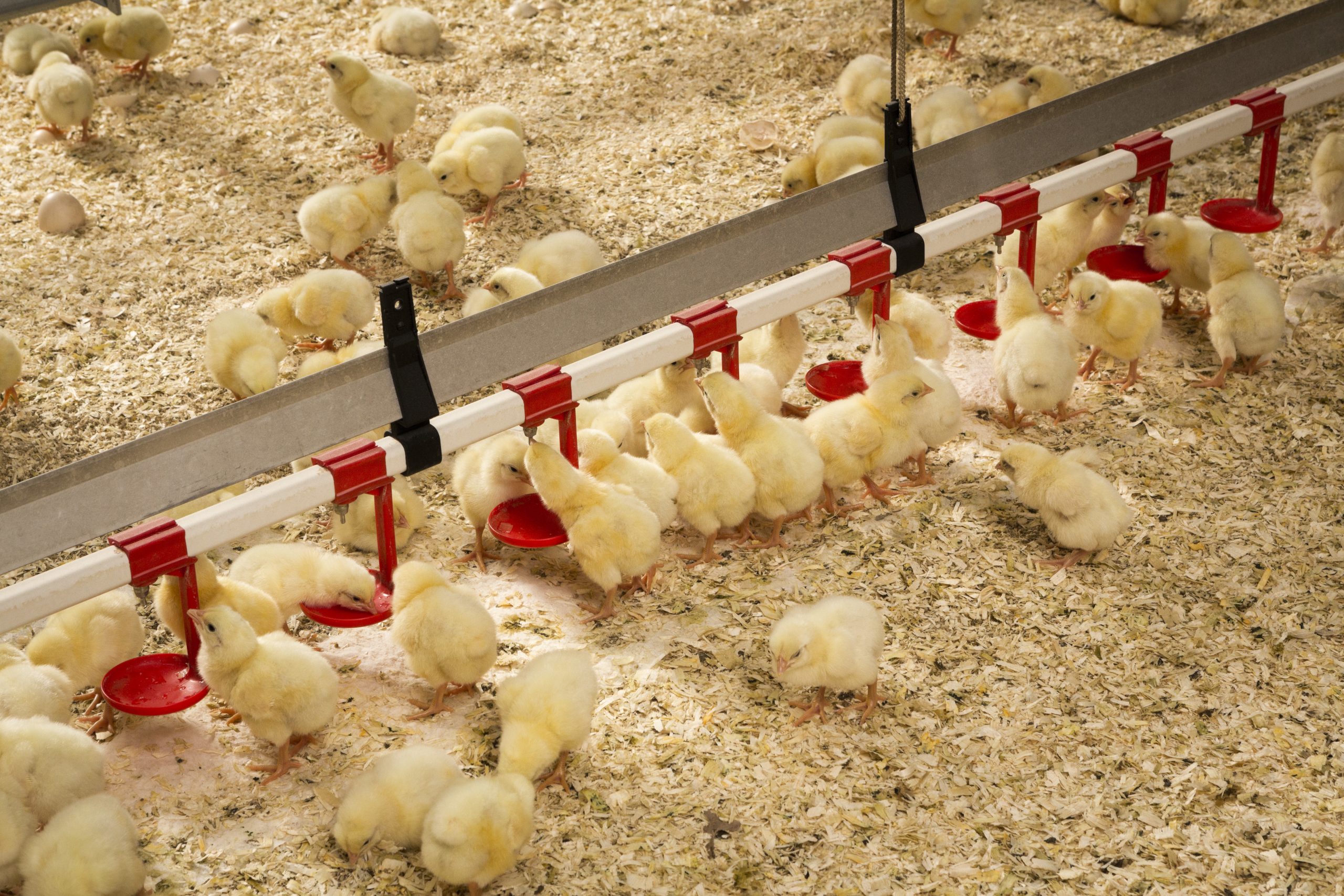 A newly-hatched chick will consume approximately 20 g of feed per day during the first week of life. Inconsistent mixing of trace minerals in the feed may result in a proportion of these animals not receiving the mineral nutrition they require.