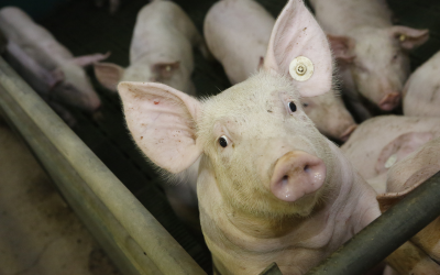 Webinar: Antibiotic reduction in swine in Europe. Photo: Henk Riswick