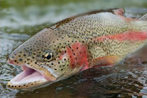 Effects of dietary propolis and vitamin E on trout