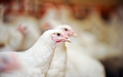 Australian clay: A non-antibiotic solution for poultry