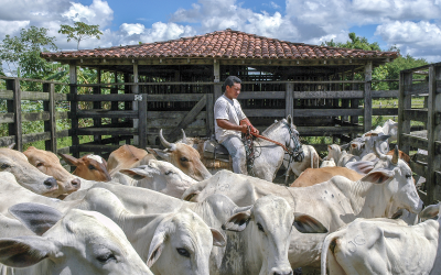 First study on mineral needs for Nellore cows