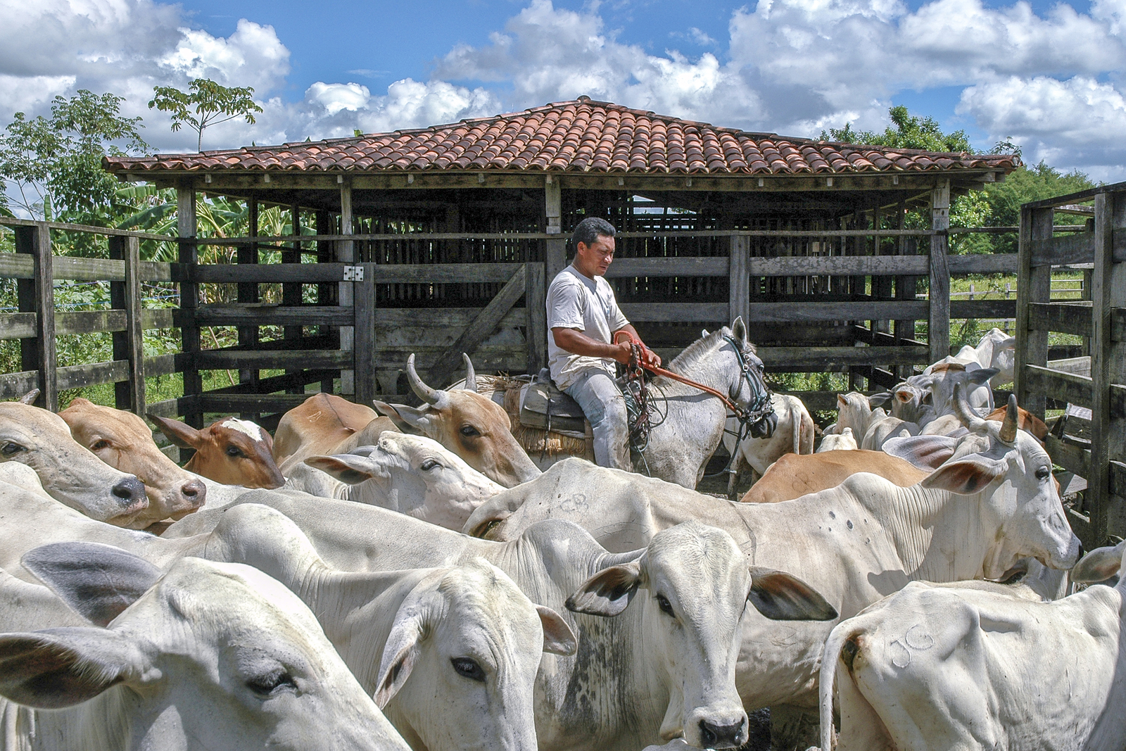 First study on mineral needs for Nellore cows