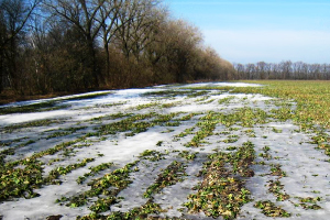 Ukraine: Record crop harvest forecast in 2013