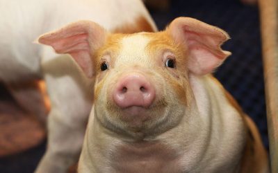 Reducing the use of antibiotics in pork production is an important goal to address the issue of antibiotic resistant pathogens. Photo: Henk Riswick