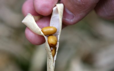 USDA releases latest soybean figures. Photo: Roel Dijkstra