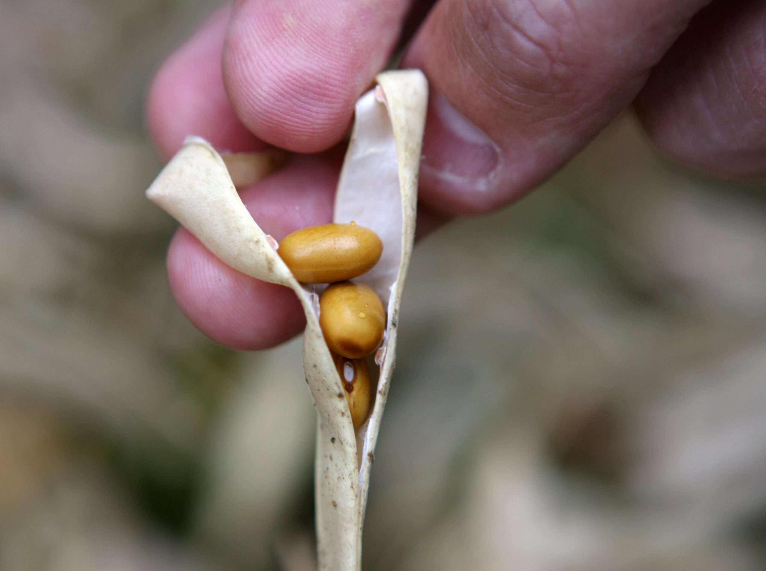 USDA releases latest soybean figures. Photo: Roel Dijkstra