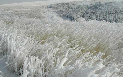 Russia: Severe frosts could hurt this year s crop harvest