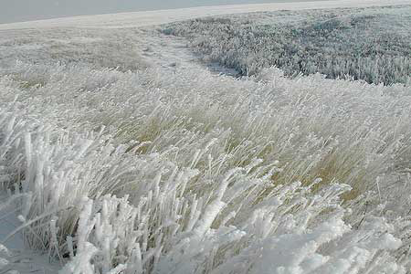 Russia: Severe frosts could hurt this year s crop harvest