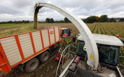 Nearly all the m/m decrease is for maize (corn). [Photo: Bert Jansen]