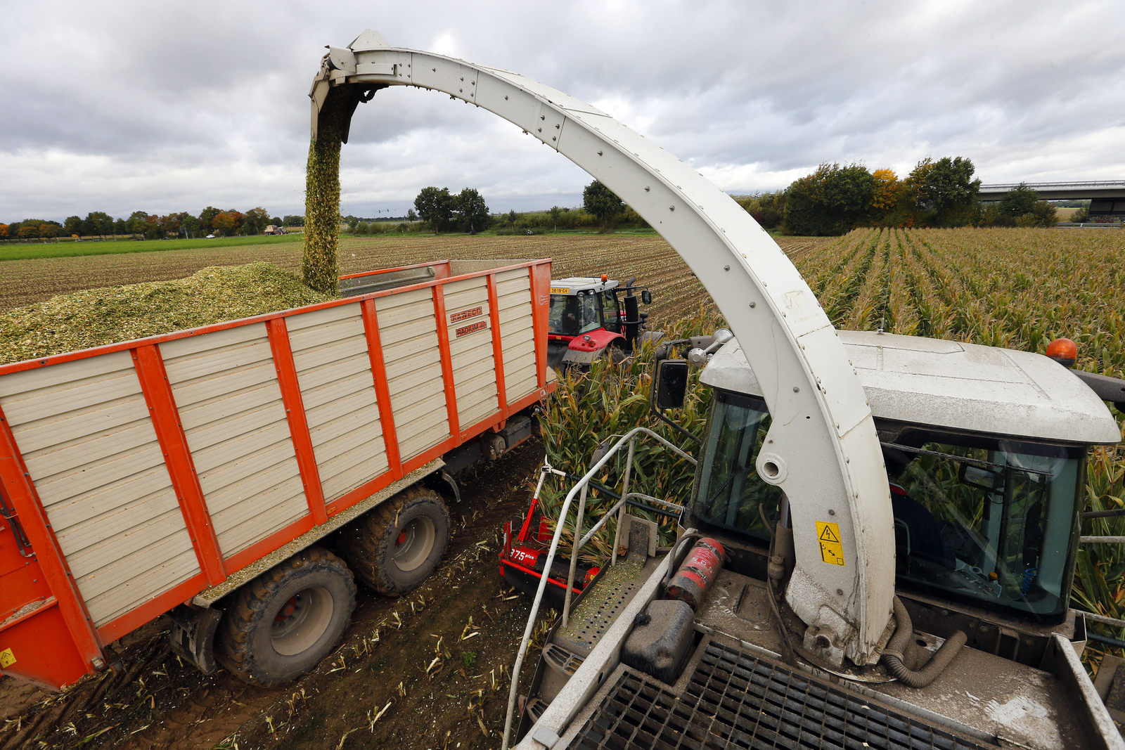 Nearly all the m/m decrease is for maize (corn). [Photo: Bert Jansen]