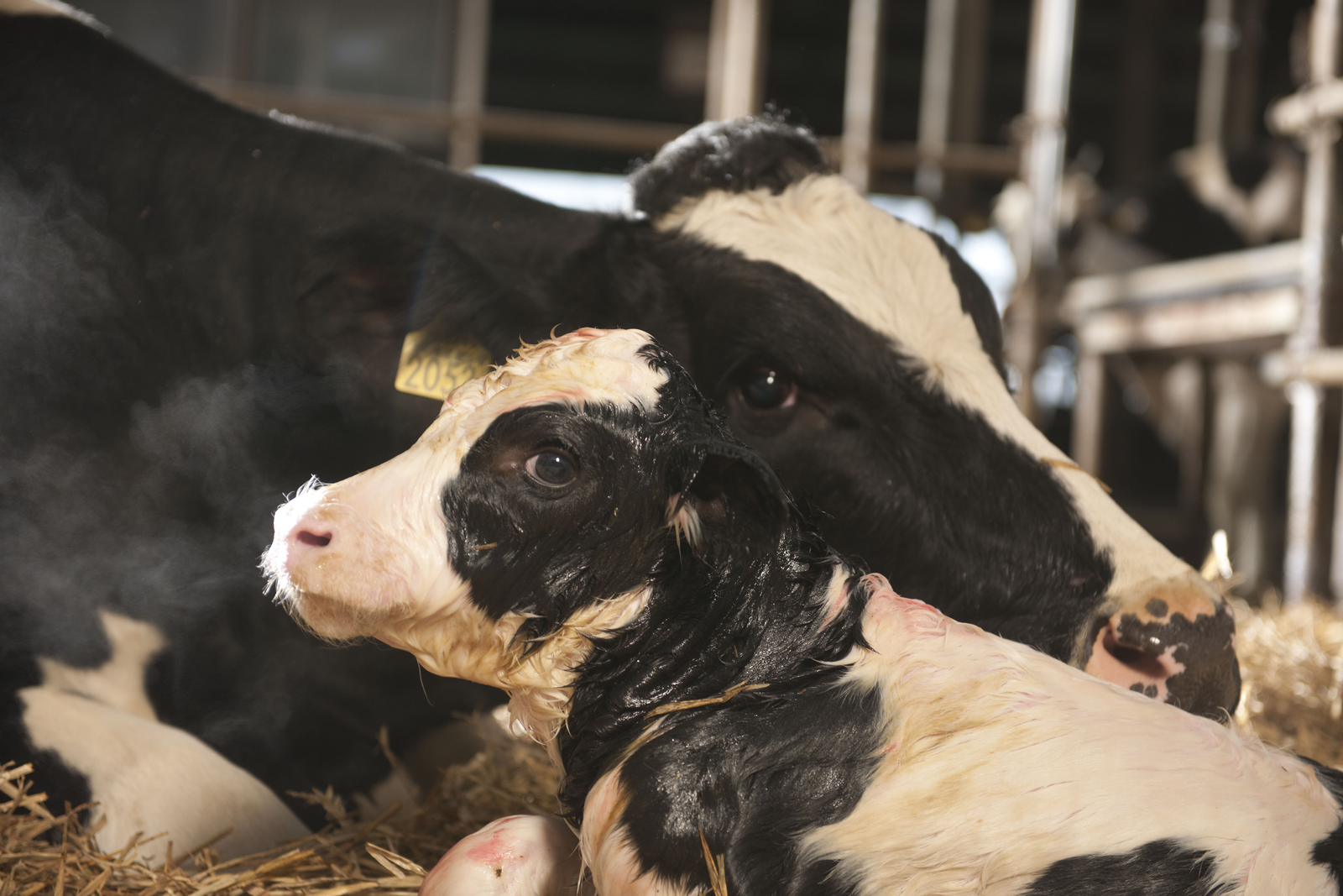 2 key points to fresh cow profits