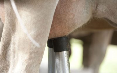 Feeding pea-wheat intercrop silage instead of grass silage halved the concentrate requirement for dairy cows without adversely affecting milk yield or quality. Photo: Mark Pasveer