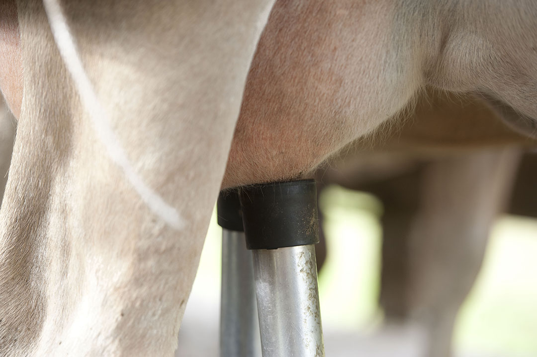 Feeding pea-wheat intercrop silage instead of grass silage halved the concentrate requirement for dairy cows without adversely affecting milk yield or quality. Photo: Mark Pasveer