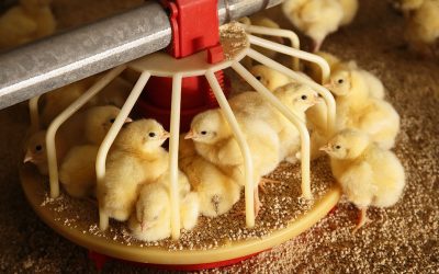 Nano minerals in poultry feed can improve broiler growth as well as boosting feed consumption and digestibility. Photo: Hans Prinsen