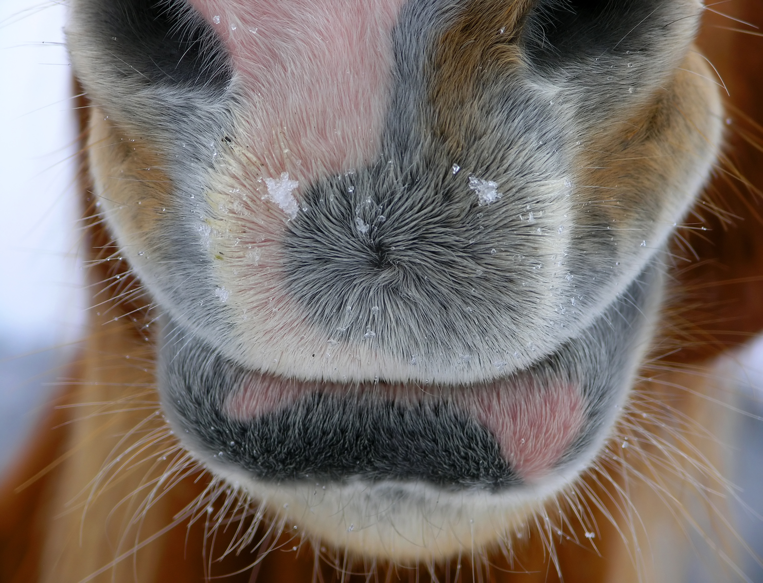 Better immunity when horses get probiotics
