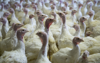 New dietary fat for turkeys