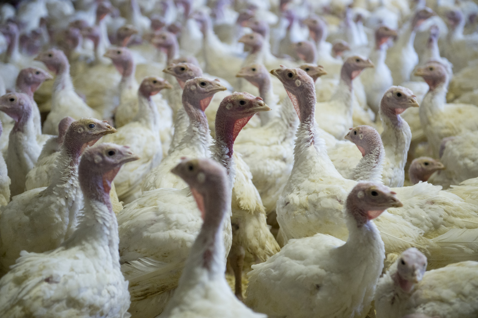 New dietary fat for turkeys