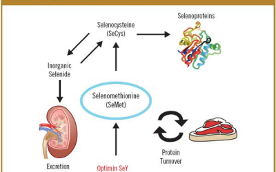 Selenomethionine metabolism.