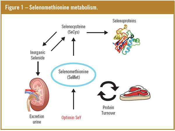 Selenomethionine metabolism.