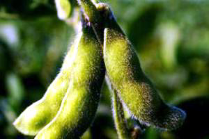 Request for referendum on soybean checkoff