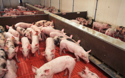 Indigestible raw materials do not contribute to support the growth and health of young pigs. [Photo: Mark Pasveer]