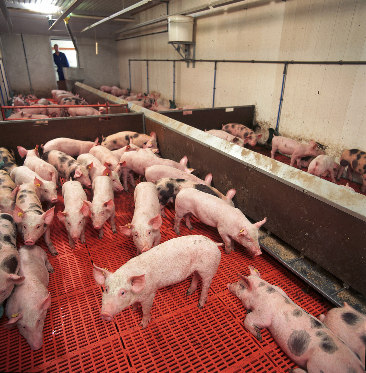 Indigestible raw materials do not contribute to support the growth and health of young pigs. [Photo: Mark Pasveer]