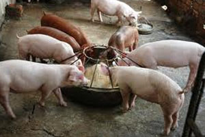 EU pork production to remain stable in 2014