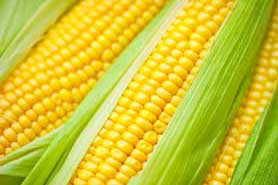 Study: Identifying variations in nutritional value of corn