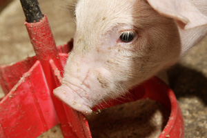 Piglets grow better with combination organic acids and flavours