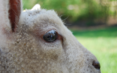 Soy alternatives can save on sheep feed costs