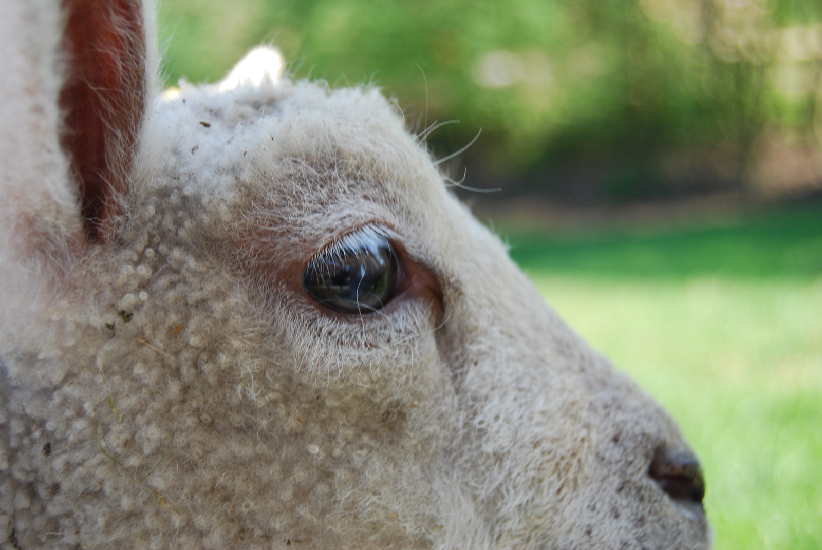 Soy alternatives can save on sheep feed costs