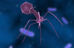 Bacteriophages successful as alternative growth promoters