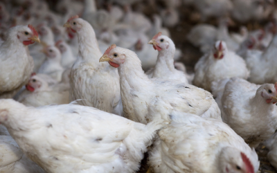 One way to reduce the amount of zinc and copper in feed is by lowering the amount of these trace minerals in the premix. This might be possible, for instance, in the finisher phase of broilers. <em>Photo: Jan Willem Schouten</em>