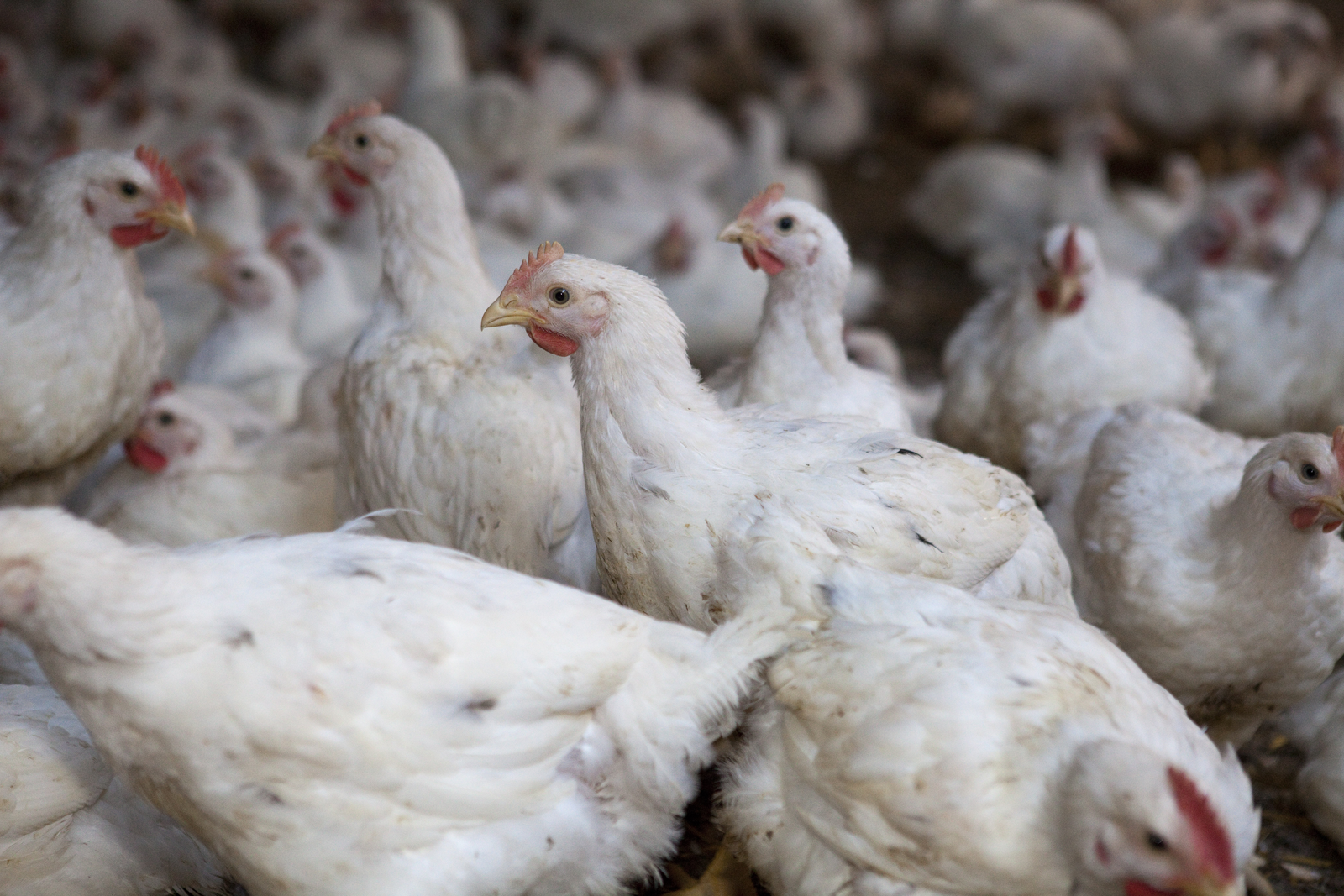 One way to reduce the amount of zinc and copper in feed is by lowering the amount of these trace minerals in the premix. This might be possible, for instance, in the finisher phase of broilers. <em>Photo: Jan Willem Schouten</em>