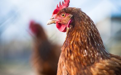 Betaine applications in animal nutrition. Photo: Shutterstock