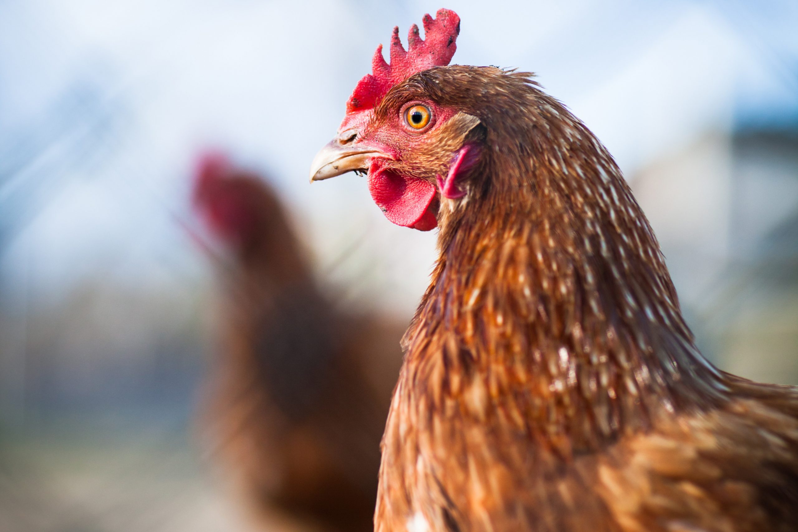 Betaine applications in animal nutrition. Photo: Shutterstock