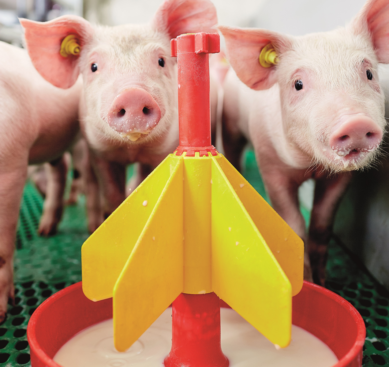 Feeding a premium milk pre-weaning will help young piglets get through the first weeks post-weaning. [Photo: Nutrifeed]