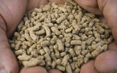 Study: Bacteria as an alternative to antibiotics in feed