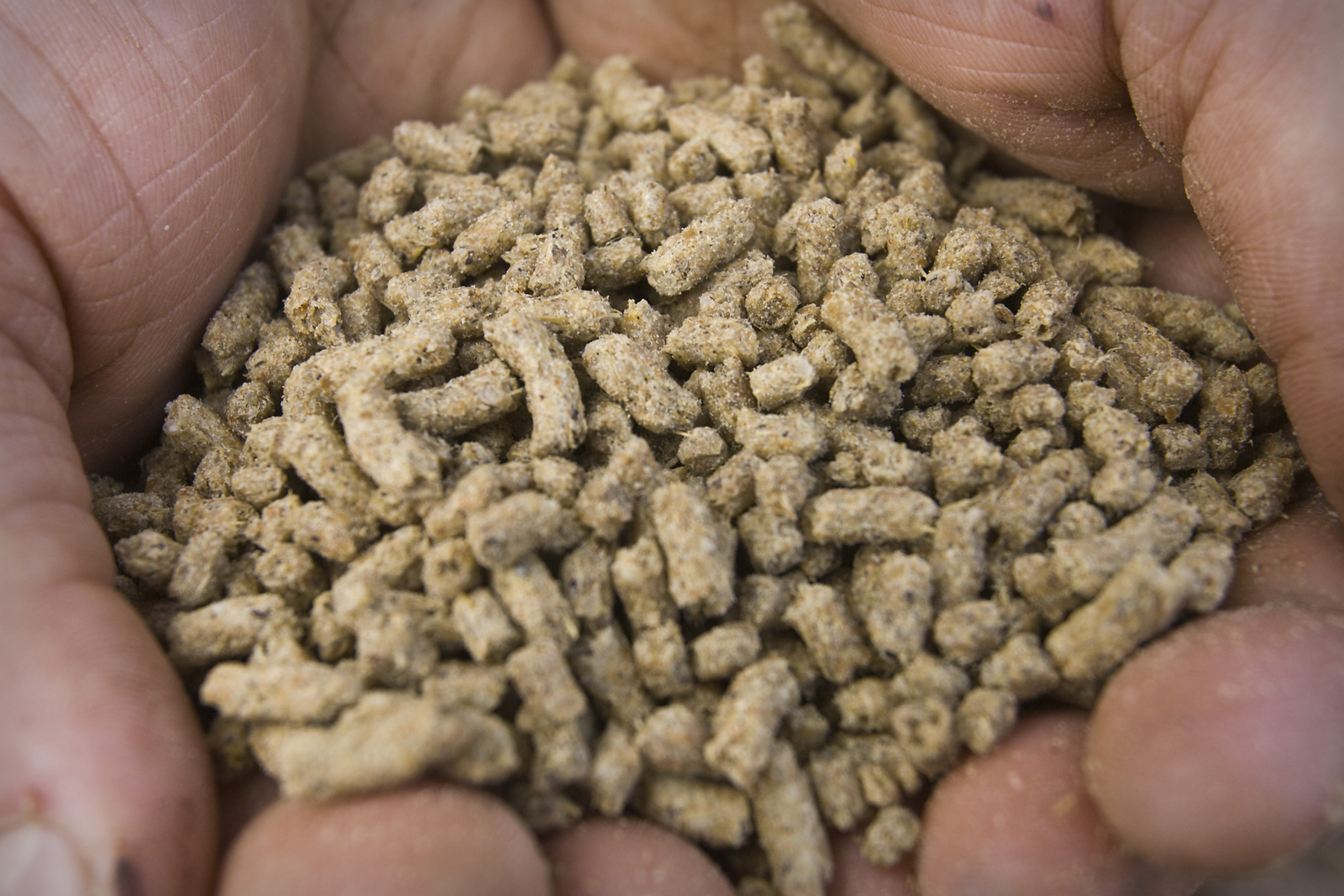 Study: Bacteria as an alternative to antibiotics in feed