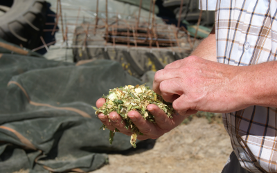 Producing the best silage maize for cows