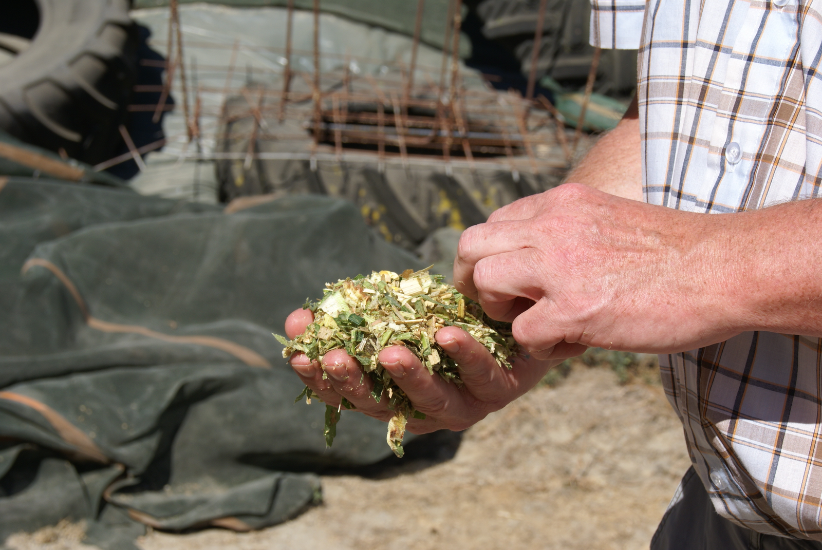 Producing the best silage maize for cows