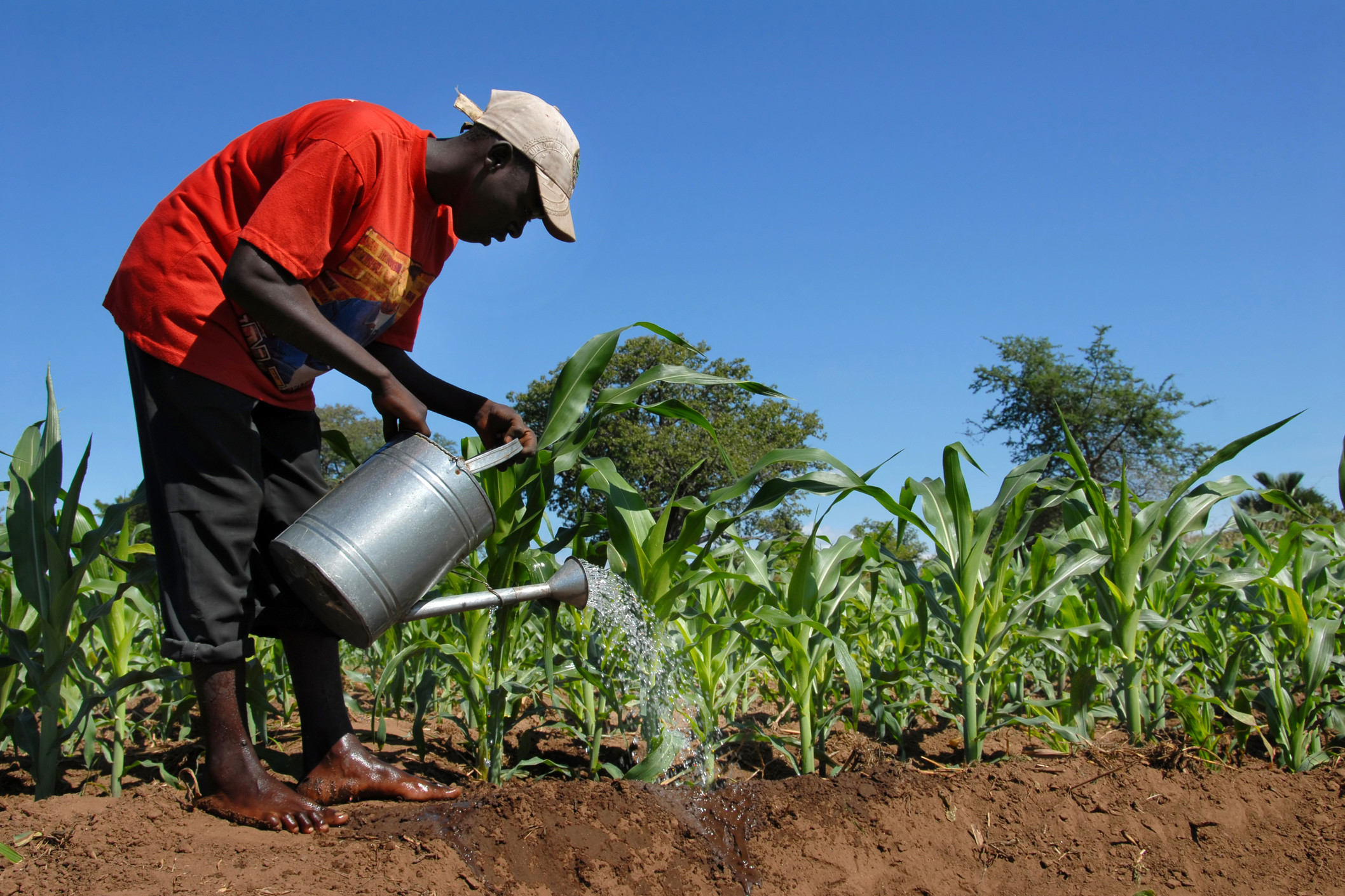 Countries commit to climate smart agriculture. Photo: Dreamstime
