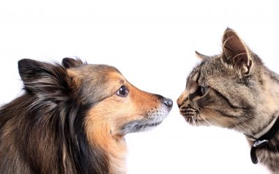 ADM partners with University for better pet food. Photo: Dreamstime