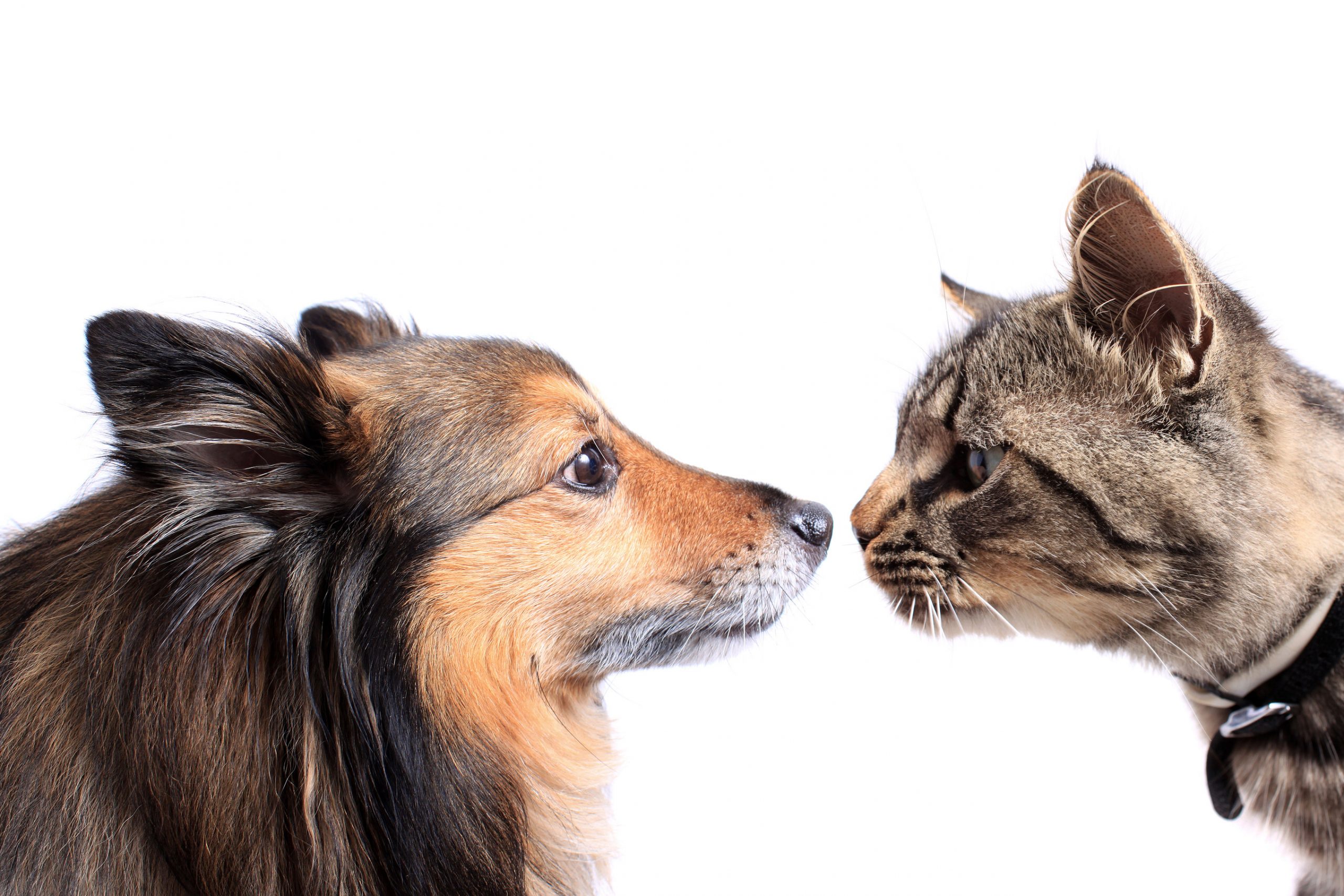 ADM partners with University for better pet food. Photo: Dreamstime