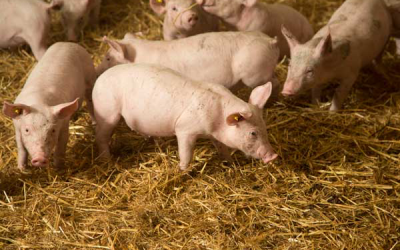 The effect of zinc on weaners to be investigated