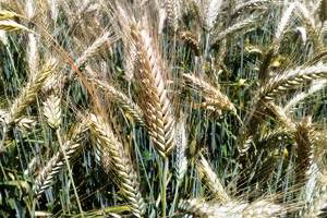 Berkshire triticale a growing grain option in 2013
